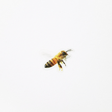 Load image into Gallery viewer, Nature Sticker - Honeybee