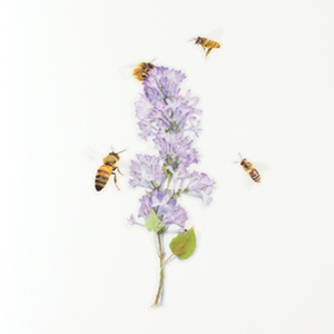 Nature Sticker - Honeybee