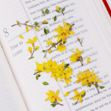 Load image into Gallery viewer, Pressed Flower Sticker - Forsythia