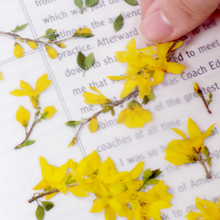 Load image into Gallery viewer, Pressed Flower Sticker - Forsythia