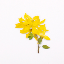 Load image into Gallery viewer, Pressed Flower Sticker - Forsythia