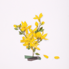 Load image into Gallery viewer, Pressed Flower Sticker - Forsythia