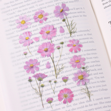 Load image into Gallery viewer, Pressed Flower Sticker - Cosmos