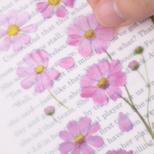 Load image into Gallery viewer, Pressed Flower Sticker - Cosmos