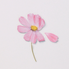 Load image into Gallery viewer, Pressed Flower Sticker - Cosmos