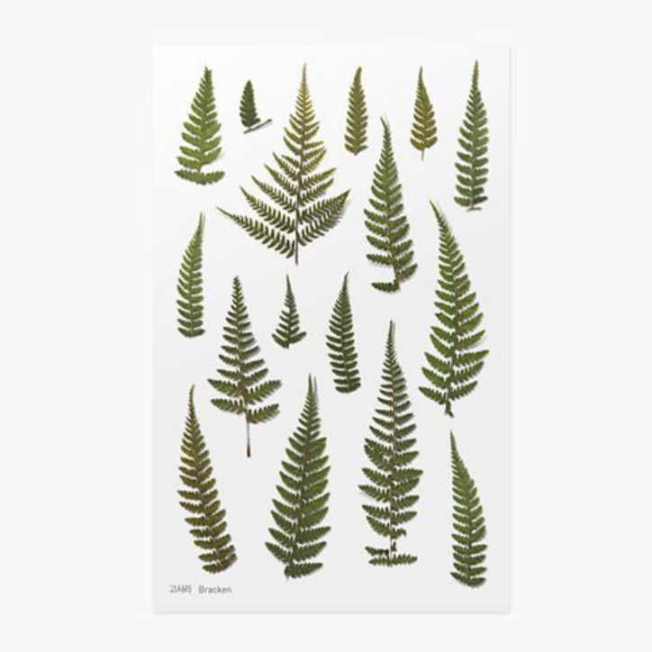 Pressed Flower Sticker - Bracken