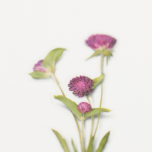 Load image into Gallery viewer, Pressed Flower Sticker - Globe Amaranth
