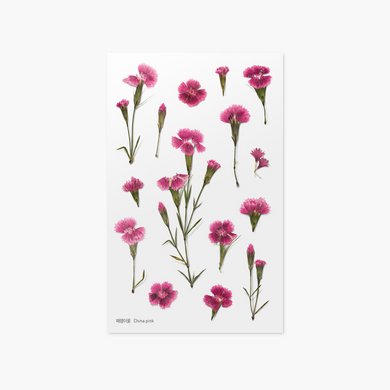 Pressed Flower Sticker - Dianthus Chinensis