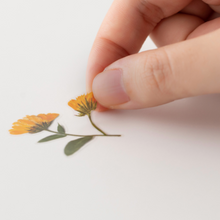 Load image into Gallery viewer, Pressed Flower Sticker - Calendula
