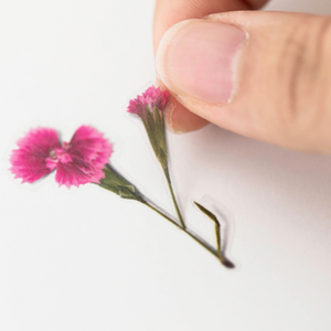 Pressed Flower Sticker - Dianthus Chinensis