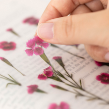 Load image into Gallery viewer, Pressed Flower Sticker - Dianthus Chinensis