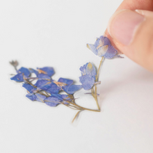 Load image into Gallery viewer, Pressed Flower Sticker - Larkspur