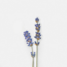 Load image into Gallery viewer, Pressed Flower Sticker - Lavender
